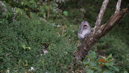 Lazy monkey