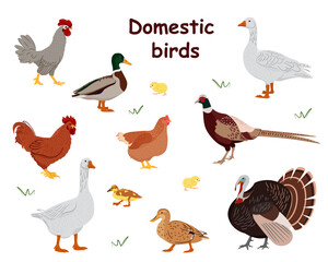 Big set of domestic birds. Country pet. Isolated character on a white background. Vector illustration in a flat style.