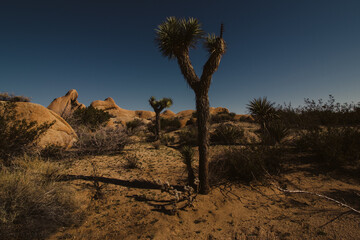 Joshua Tree National Park