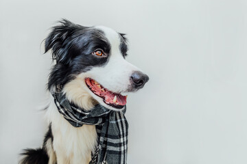 Funny cute puppy dog border collie wearing warm clothes scarf around neck isolated on white background. Winter or autumn dog portrait. Hello autumn fall. Hygge mood cold weather concept.