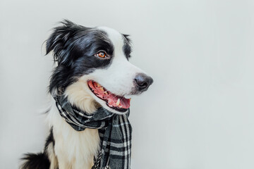 Obraz na płótnie Canvas Funny cute puppy dog border collie wearing warm clothes scarf around neck isolated on white background. Winter or autumn dog portrait. Hello autumn fall. Hygge mood cold weather concept.