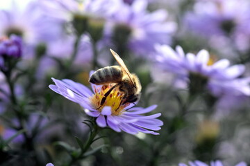Biene auf einer Glattblatt-Aster 