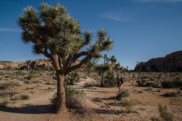 Joshua Tree National Park