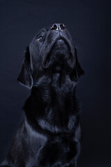 Studio shot of a Black labrador dog with brown eyes looking up isolated on black background