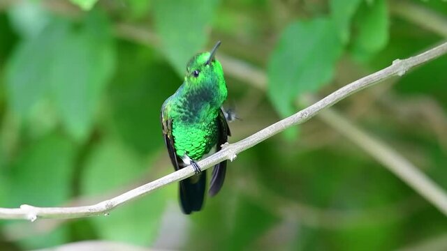 A glittering green Copper-rumped hummingbird (Amazilia tobaci) preening itself on a branch in the rainforest of the Arima Valley in the Caribbean.