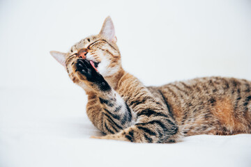 Beautiful European cats relaxing at home. 