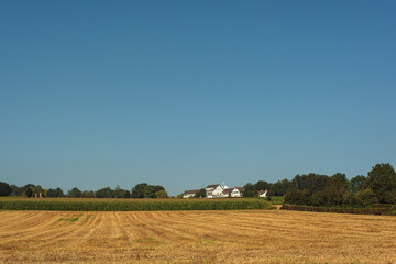 Fototapeta na wymiar Field of corn and a white house in a hilly landscape under a clear blue sky on a sunny summer day.