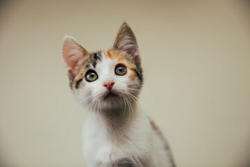 Obraz premium Beautiful European cats relaxing at home. 