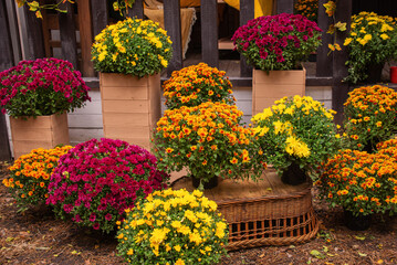 Autumn concept with chrysanthemums and pumpkins outdoor

