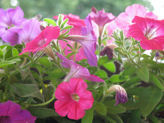 colorful petunia in a hanging pot: pink and purple