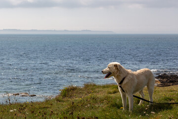 Dog at the coast of Ploemeur, France