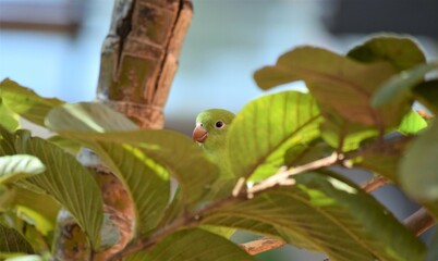 periquito no galho