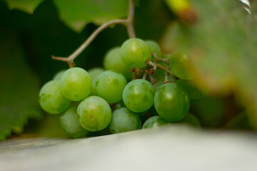 bunch of green grapes
