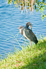 side view, medium distance of a little blue heron, preening feathers, on a tropical, grassy, shoreline on a sunny morning