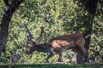 Herd of Deer in El Pardo Mount (Madrid, Spain)