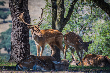 Herd of Deer in El Pardo Mount (Madrid, Spain)