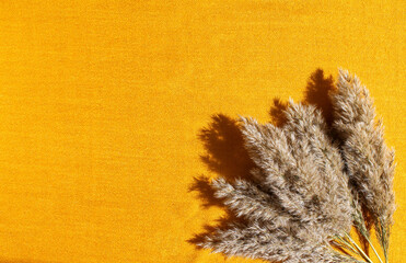 fluffy branches of dry reeds lie on gold fabric, hard shadows, autumn background