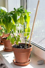 A bush of young green pepper in a clay pot at home on a windowsill, growing vegetables at home