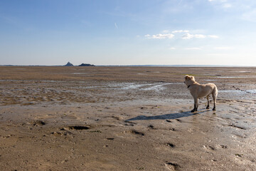Young Puppy dog at the Beach at Le Mont-Saint-Michel on low tide, France