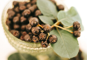 Harvest of ripe black chokeberry in glass bowl, useful berry prevention and treatment of coronavirus or COVID 19, antiviral natural product