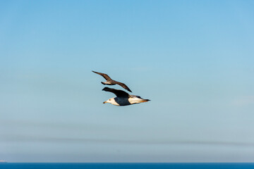 Fototapeta na wymiar Two flying seagulls over the Mediterranean sea.