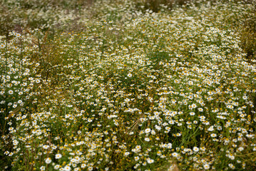 Beautiful wild herb meadow with lush flowering chamomile (Matricaria chamomilla). Chamomile is a well known medicinal plant within the daisy family (Asteraceae).