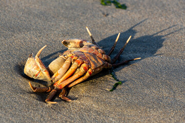 Dead crab at the beach of Sotteville-Sur-Mer, France