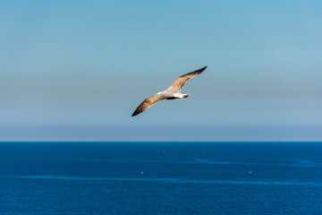 Fototapeta na wymiar Flying seagull over the Mediterranean sea.