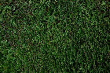 A fence from a shrub plant of a thuja leaving in perspective for the whole frame