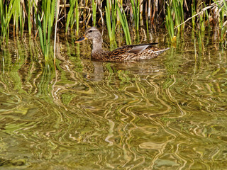 Mallard duck swimming in the river near the thickets of calamus