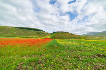 Castelluccio di Norcia highlands, Italy, blooming cultivated fields, tourist famous colourful flowering plain in the Apennines. Agriculture of lentil crops and red poppies.