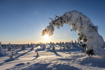 Sunny winter day in the forest in Lapland, Riisitunturi