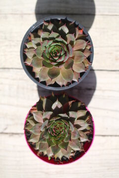 Sempervivum Hybridum Bedivere