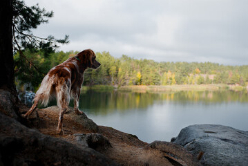 dog on the lake