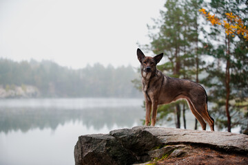 german shepherd dog in the forest behind lake