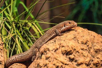 Fototapeta premium Safari Adventure - The call of the wild