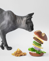 gato egipcio sphynx oliendo una hamburguesa que está flotando con ingredientes veganos y  chips de...