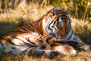 Tiger from the zoo