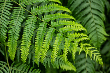Fototapeta na wymiar Close up of common lady fern (Athyrium filix-femina, also know as common forest fern). Abstract natural pattern, useful as a green background for themes related to nature and sustainability. 