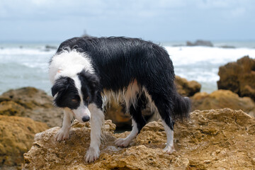 border collie portrai on the beach