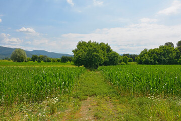 Fototapeta na wymiar The early July landscape close to the north east Italian village of Ziracco in Friuli-Venezia Giulia 