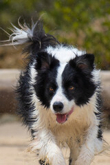 border collie dog running