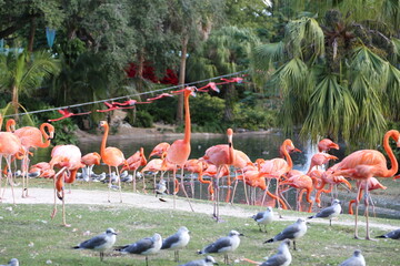 Flock of flamingos dancing in the middle of the park