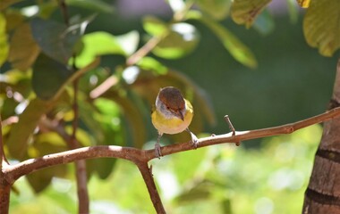 pitiguari - Rufous-browed Peppershrike