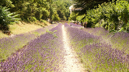 Abbaye Notre-Dame de Sénanque
and lavender fields in Gordes, France.