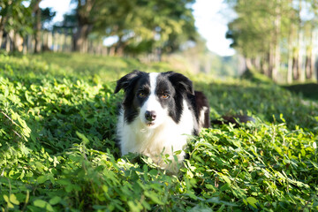 border collie lying resting 