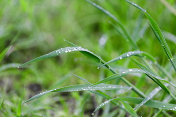Close-up of water drops on green grass. Abstract natural background.