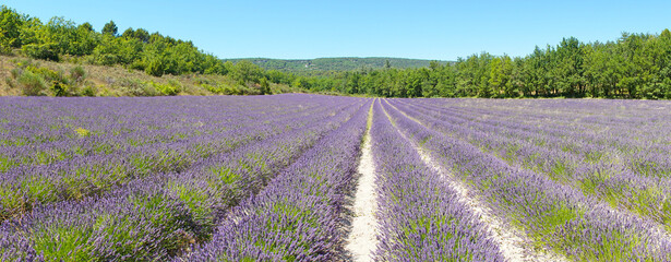 Fototapeta na wymiar Abbaye Notre-Dame de Sénanque and lavender fields in Gordes, France.