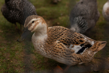 grey and brown domestic duck