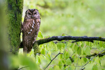 Owl, tawny owl, Nature, Rain